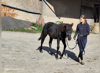 Connemara Mix, Mare, 1 year, 14,1 hh, Black Connemara Mix, Mare, 1 year, 14,1 hh, Black