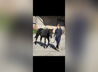 Connemara Mix, Mare, 1 year, 14,1 hh, Black Connemara Mix, Mare, 1 year, 14,1 hh, Black
