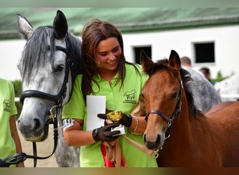 Connemara, Mare, 1 year, 14,1 hh, Brown