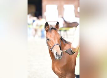 Connemara, Mare, 1 year, 14,1 hh, Brown