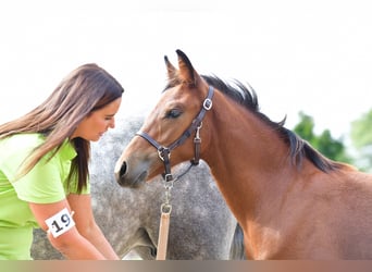 Connemara, Mare, 1 year, 14,1 hh, Brown