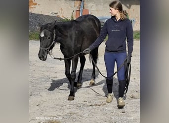 Connemara Mix, Mare, 1 year, 14,2 hh, Black