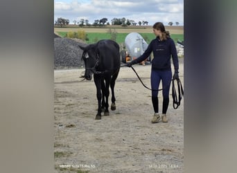 Connemara Mix, Mare, 1 year, 14,2 hh, Black Connemara Mix, Mare, 1 year, 14,2 hh, Black