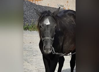 Connemara Mix, Mare, 1 year, 14,2 hh, Black Connemara Mix, Mare, 1 year, 14,2 hh, Black