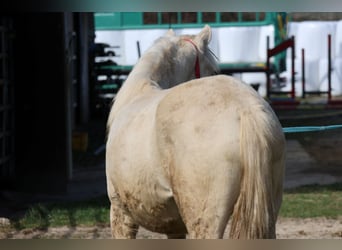 Connemara Mix, Mare, 1 year, 14,2 hh, Cremello