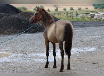 Connemara Mix, Mare, 1 year, 14,2 hh, Dun