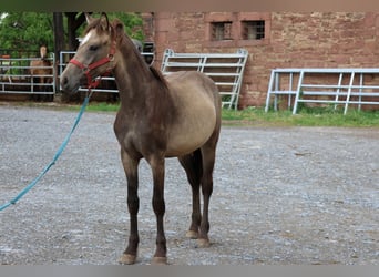 Connemara Mix, Mare, 1 year, 14,2 hh, Dun