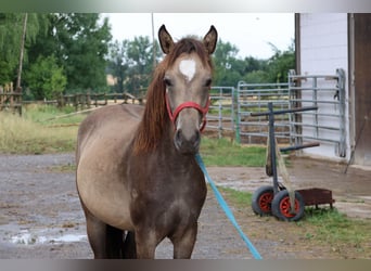 Connemara Mix, Mare, 1 year, 14,2 hh, Dun
