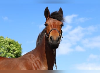 Connemara Mix, Mare, 1 year, 16 hh, Bay