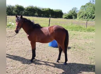 Connemara Mix, Mare, 1 year, 16 hh, Bay