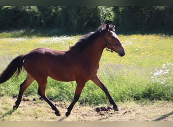 Connemara Mix, Mare, 1 year, 16 hh, Bay