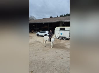 Connemara, Mare, 20 years, 13,3 hh, Grey
