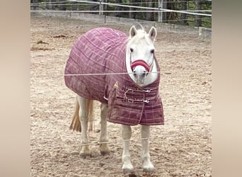 Connemara, Mare, 20 years, 13,3 hh, Grey