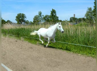 Connemara, Mare, 20 years, 14.2 hh, Gray