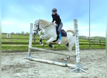 Connemara, Mare, 20 years, 14.2 hh, Gray