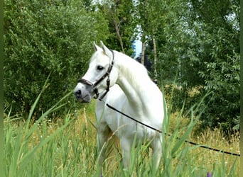 Connemara, Mare, 20 years, 14.2 hh, Gray