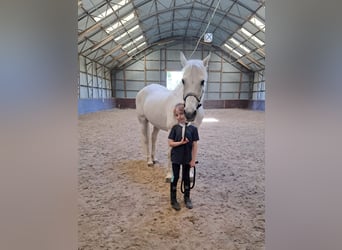 Connemara, Mare, 20 years, 14.2 hh, Gray