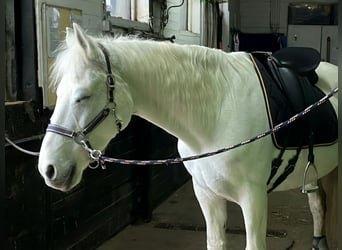 Connemara, Mare, 20 years, 14.2 hh, Gray