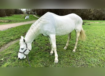 Connemara, Mare, 20 years, 14.2 hh, Gray