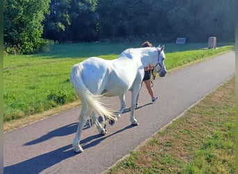 Connemara, Mare, 20 years, 14.2 hh, Gray