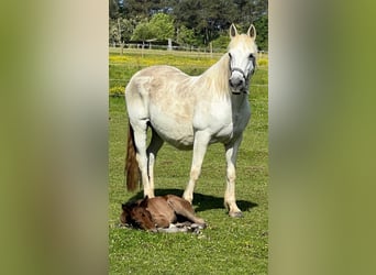 Connemara, Mare, 20 years, 14 hh, Grey