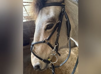 Connemara Mix, Mare, 21 years, 14,2 hh, Dun