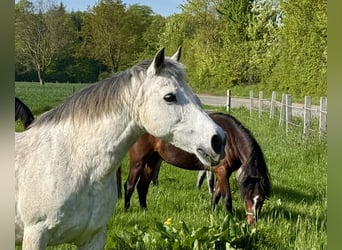 Connemara, Mare, 21 years, 14 hh, Grey-Dapple