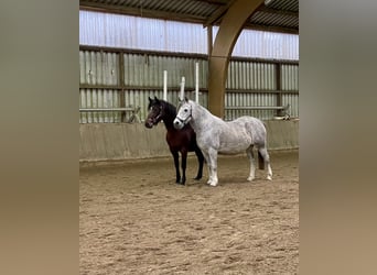 Connemara, Mare, 21 years, 14 hh, Grey-Dapple