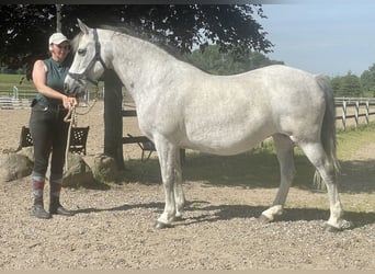 Connemara, Mare, 21 years, 14 hh, Grey-Dapple