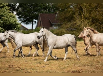 Connemara, Mare, 21 years, 14 hh, Grey-Dapple