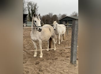 Connemara, Mare, 21 years, 14 hh, Grey-Dapple