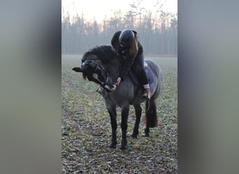 Connemara Mix, Mare, 23 years, 14,2 hh, Gray-Blue-Tan