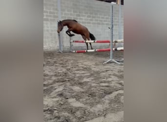 Connemara, Mare, 2 years, 13,3 hh, Brown