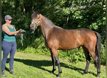 Connemara, Mare, 2 years, 13,2 hh, Brown