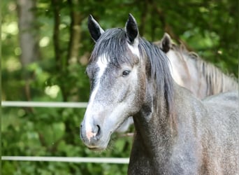 Connemara, Stute, 2 Jahre, 14,1 hh