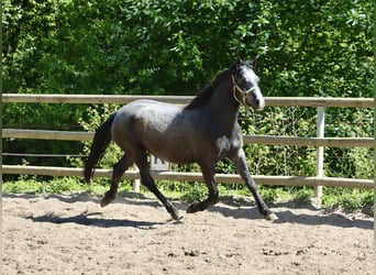 Connemara, Stute, 2 Jahre, 14,1 hh