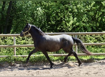 Connemara, Stute, 2 Jahre, 14,1 hh