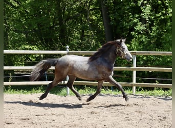 Connemara, Stute, 2 Jahre, 14,2 hh