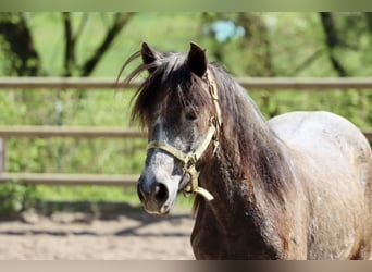 Connemara, Stute, 2 Jahre, 14,2 hh