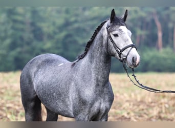 Connemara, Mare, 2 years, 14.3 hh, Grey-Blue-Tan