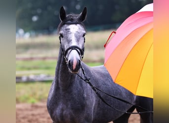 Connemara, Mare, 2 years, 14.3 hh, Grey-Blue-Tan
