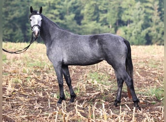 Connemara, Mare, 2 years, 14.3 hh, Grey-Blue-Tan