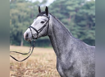 Connemara, Mare, 2 years, 14.3 hh, Grey-Blue-Tan