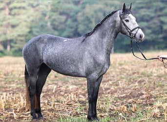 Connemara, Mare, 2 years, 14.3 hh, Grey-Blue-Tan