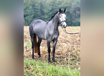 Connemara, Mare, 2 years, 14.3 hh, Grey-Blue-Tan