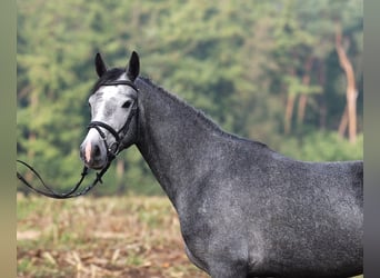 Connemara, Mare, 2 years, 14.3 hh, Grey-Blue-Tan