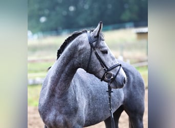 Connemara, Mare, 2 years, 14.3 hh, Grey-Blue-Tan