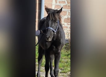 Connemara Mix, Mare, 2 years, 14,1 hh, Black