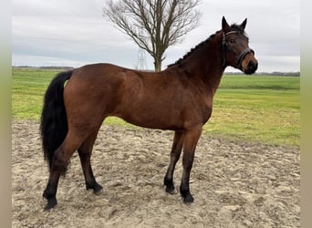 Connemara, Mare, 2 years, 14,3 hh, Brown