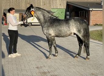 Connemara, Mare, 3 years, 13.3 hh, Brown